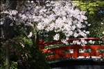 Japanase Garden Bridge
